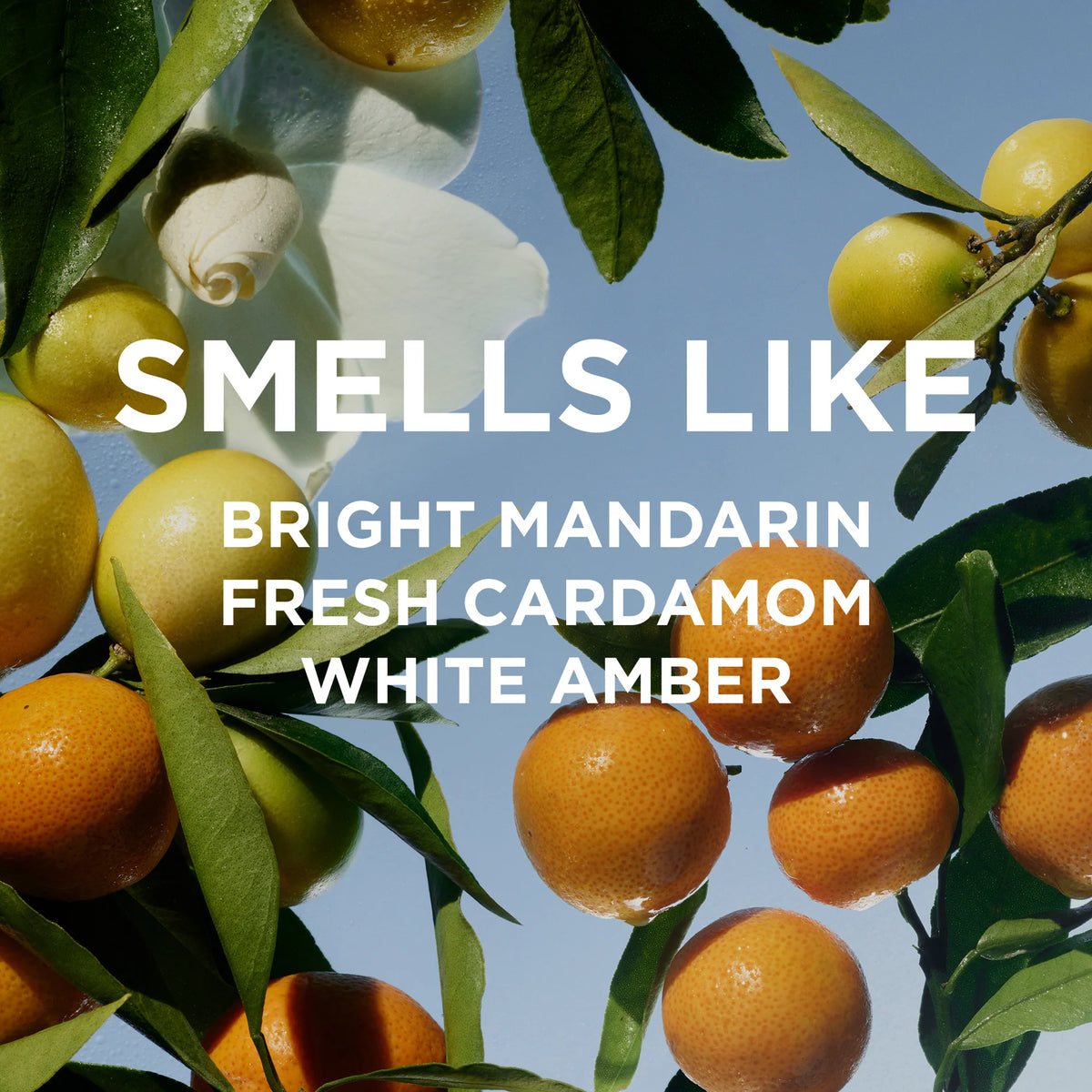 By/ Rosie jane REMI PERFUME OIL